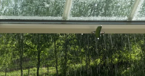 Looking out a window on summer rain and green nature view outside Stock Footage 113292431