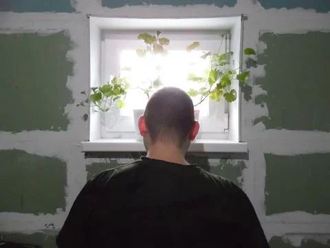 Looking out the window, through the plants, at nature. Foto stock