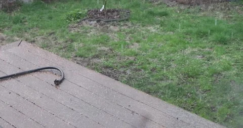Looking outside a window to the backyard while a heavy storm brings hail Stock-Footage 305601618
