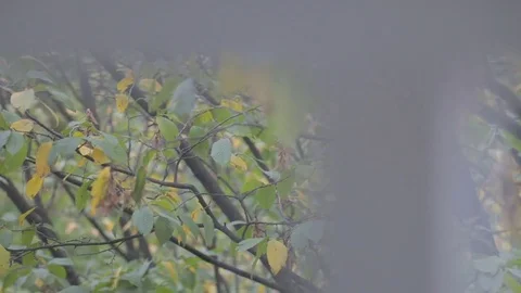 Looking outside the window at tree touched by early autumn Stock Footage 72383679