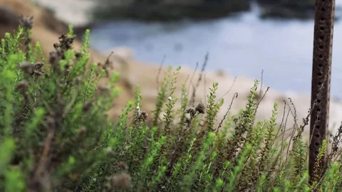Looking over a beach on a cliff pulling focus on water down below Stock Footage 96136421