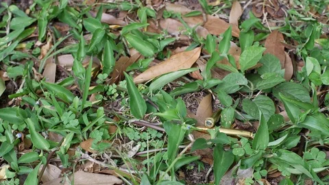 Looking over bullets at a crime scene Stock Footage 71896729