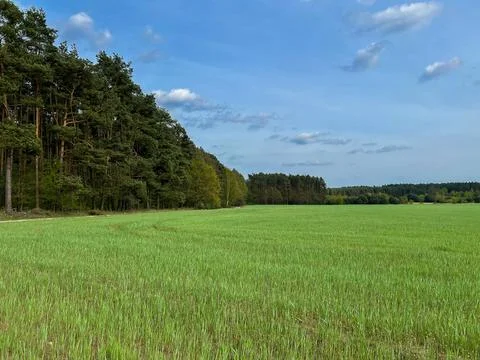 Looking over a field of maturing crops toward a colourfoul tree line under sky Fotos de archivo