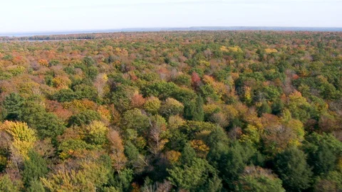 Looking Over a Forest in the Fall Stock Footage 115282748
