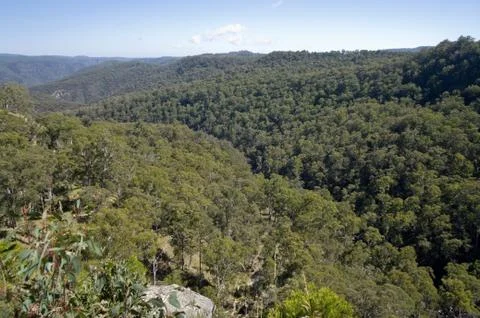 Looking over the forest Stock Photos