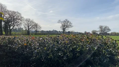 Looking over the garden hedge Stock Footage 177882808