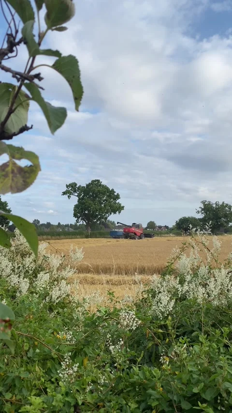 Looking over the hedge at a combine harvester Stock Footage 313809253