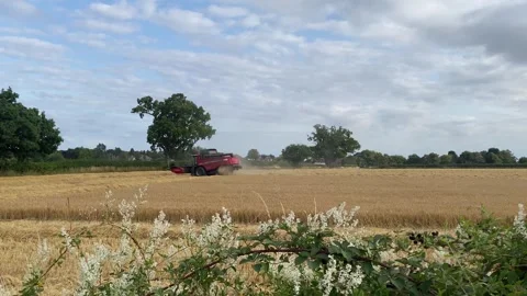 Looking over the hedge at a combine harvester Stock Footage 313809255