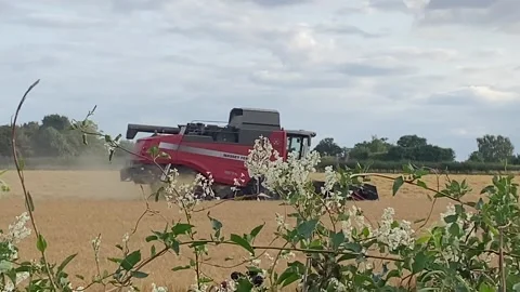 Looking over the hedge at a combine harvester Stock Footage 313809267