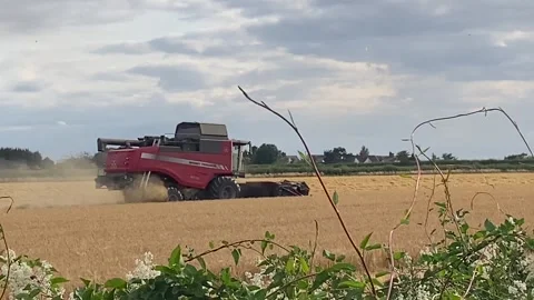 Looking over the hedge at a combine harvester Stock Footage 313809268