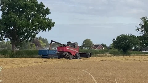Looking over the hedge at a combine harvester Stock Footage 313809283