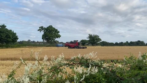 Looking over the hedge at a combine harvester Stock Footage 313809285