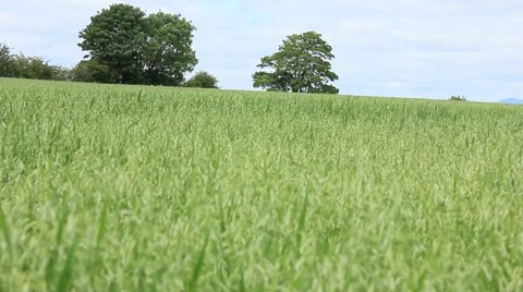 Looking over a Large Grass field. Stirling City Stock Footage 52077457