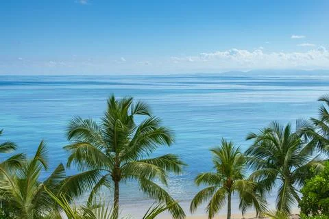 Looking Over The Palms At The Beach Stock Photos