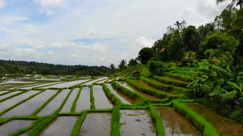 Looking over the rice fields in Bali Unesco site 4K Vídeos de archivo 168047897
