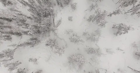 Looking over sparse winter alpine forest, slow travelling aerial shot Video stock 85568123