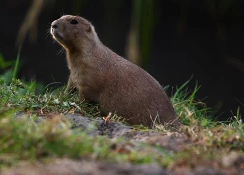 Looking over the top Stock Photos