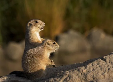 Looking over the top Stock Photos