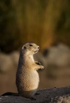 Looking over the top Stock Photos