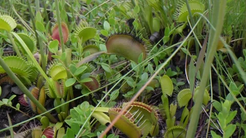 Looking over the Venus flytraps Stock Footage 220065064