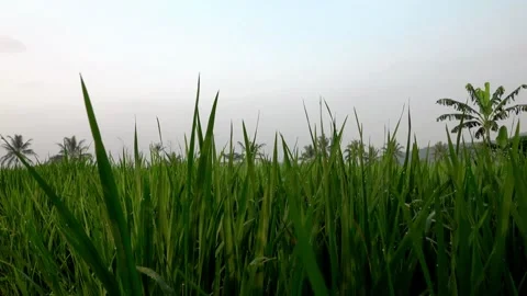 Looking at the paddy fields 스톡 동영상 221349313