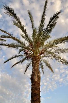 Looking a palm 库存照片