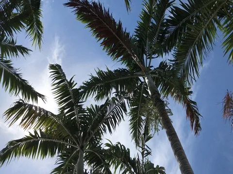 Looking up at the palm strees swaying in the breeze on a hot summer day Vidéo 77635909