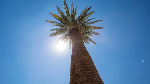 Looking Up at Palm Tree and Sun Flare Move Left Video stock 79537301