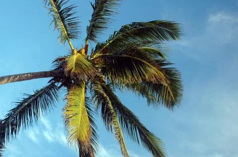 Looking up at a palm tree from the beach. 写真素材