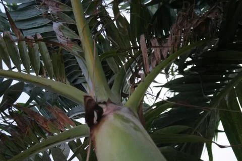 Looking at palm tree from below Foto stock
