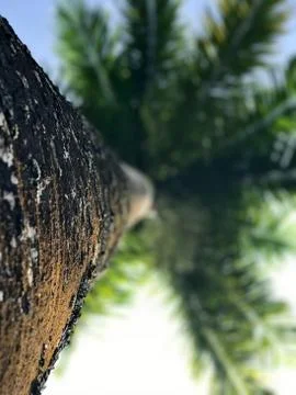 Looking up at a palm tree, blurred fronds Stock Photos