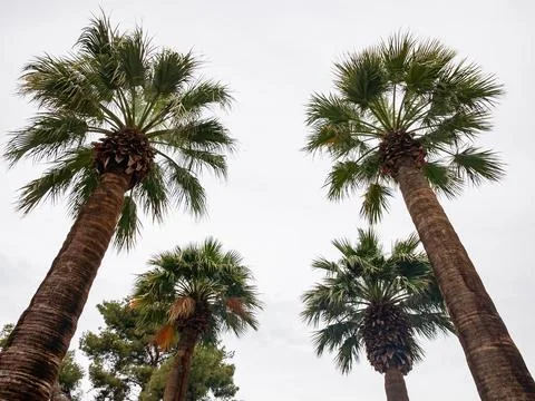 Looking up the palm tree in a cloudy day Stock-Fotos