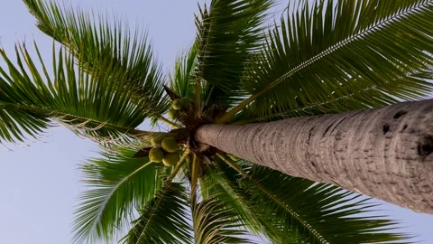 Looking Up At A Palm Tree Video stock 294747691