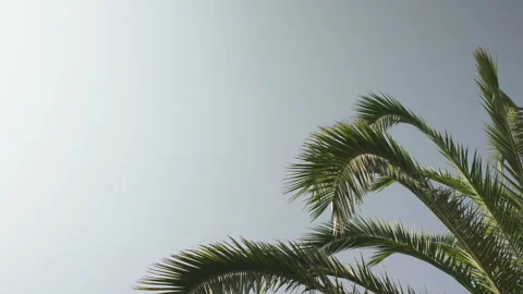Looking up palm tree leaves moving in slow wind with clear blue sky - space.. Stock Footage 252534693