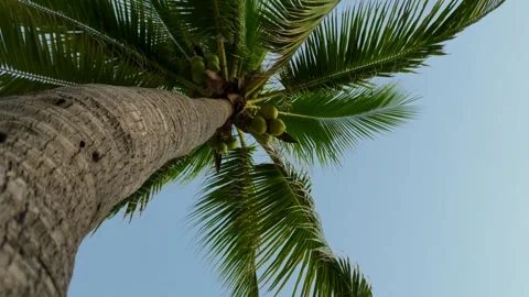Looking up at palm tree near the beach Stock Footage 294169707
