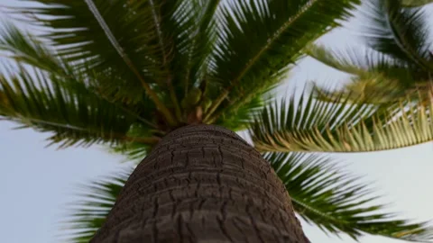 Looking up at palm tree near the beach Stock Footage 294169720