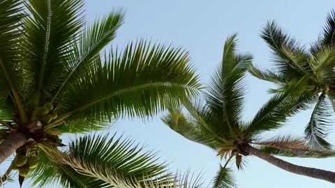 Looking up at palm tree near the beach Stock Footage 294258205