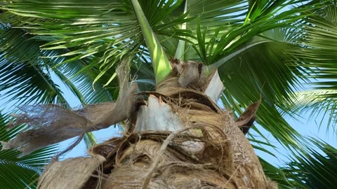 Looking up at palm tree near the beach in Puerto Vallarta Stock Footage 294747994
