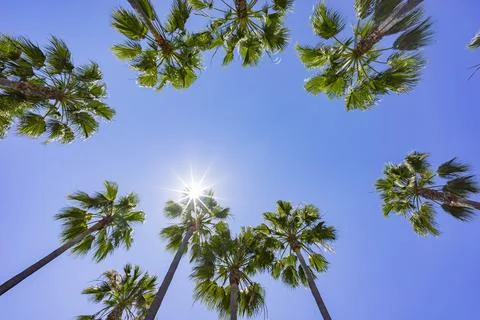 Looking up the palm tree in Rainbow Harbor Stock Photos