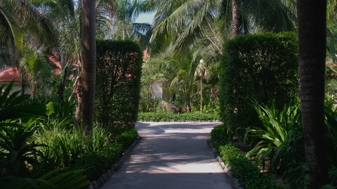 Looking up at palm tree with sun shining through. panoramic steadicam shot Stock Footage 92121247