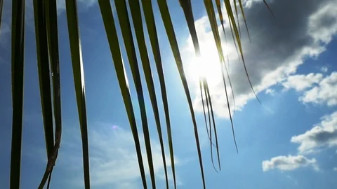 Looking up at palm tree with sun shining through the palm branch against the sky Stock-Footage 99961068