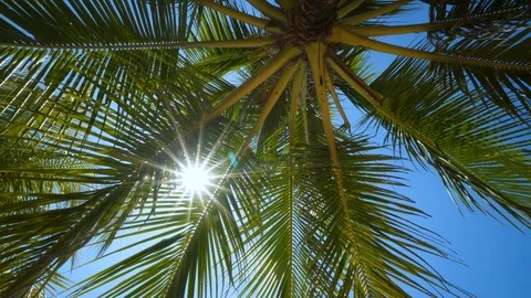 Looking up at palm tree with sun shining through. Palm leaves are swaying Stock Footage 108888158
