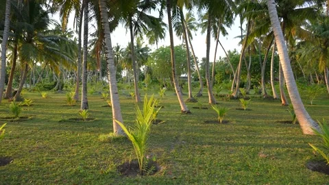 Looking up at palm tree with sun shining through. 4k Stock Footage 177026631