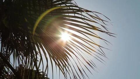 Looking at a palm tree with the sun through Stock Footage 128709490