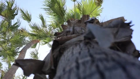 Looking Up At Palm Tree In Sunlight With Shadow Trunk Stock Footage 335717970