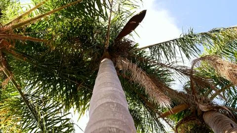 Looking up a palm tree trunk at palm leaves in summer Stock Photos