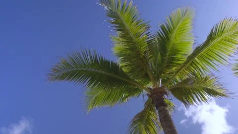 Looking Up At A Palm Tree In Waikiki Beach, Honolulu, Hawaii Stock Footage 154355561