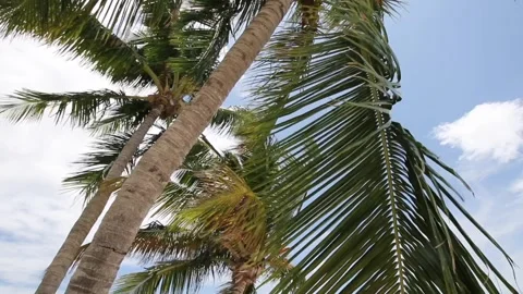 Looking up at palm tree in the wind with cool clouds Stock Footage 248477300