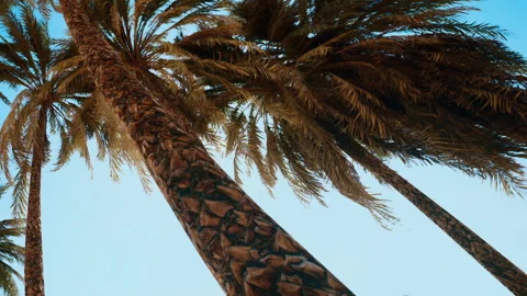 Looking up at palm trees against a clear sky during the day Stock Footage 340610849