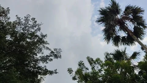 Looking up at palm trees and lush green foliage Stock Footage 319055311